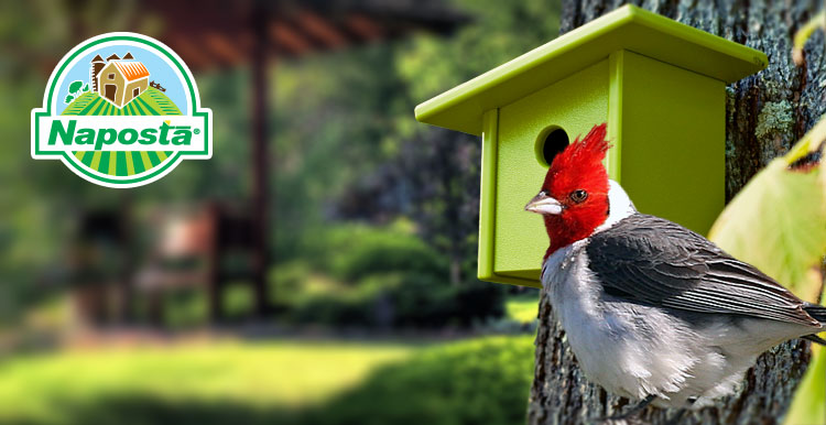 Naposta Alimentos Para Pájaros